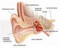 Miniaturka artykułu Bezpłatne badanie słuchu
